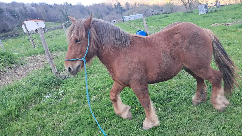 Potro 2 años - imagen 1