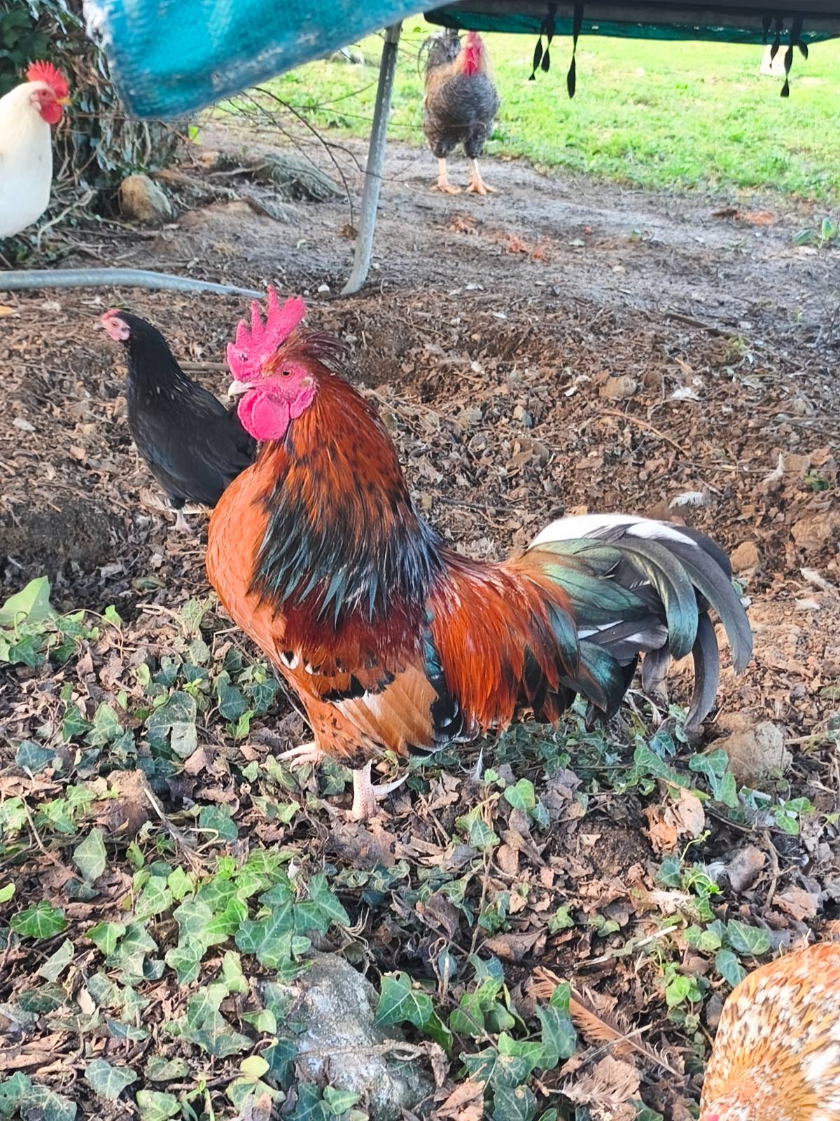 Kikos y kikas  - imagen 1