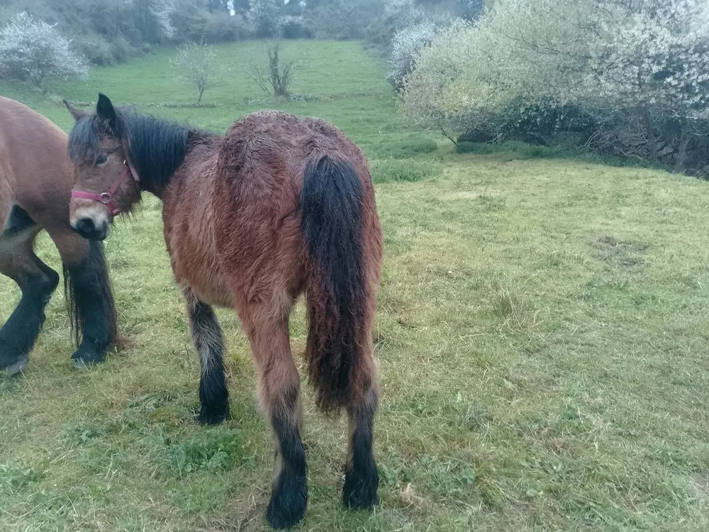 Potra castaña  - imagen 1