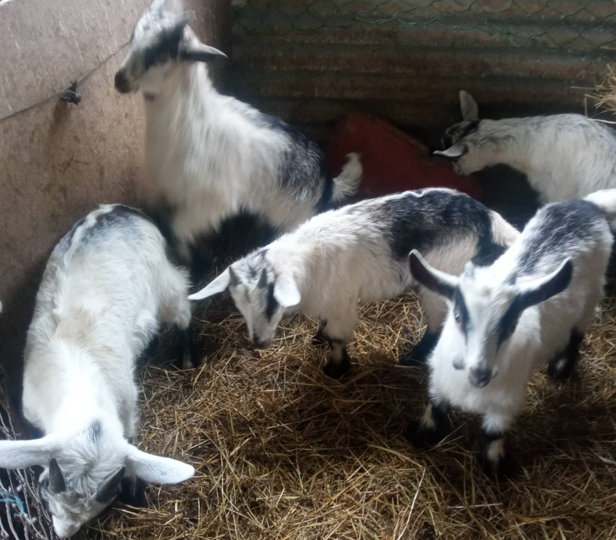 Cabritos mantrinos  - imagen 1