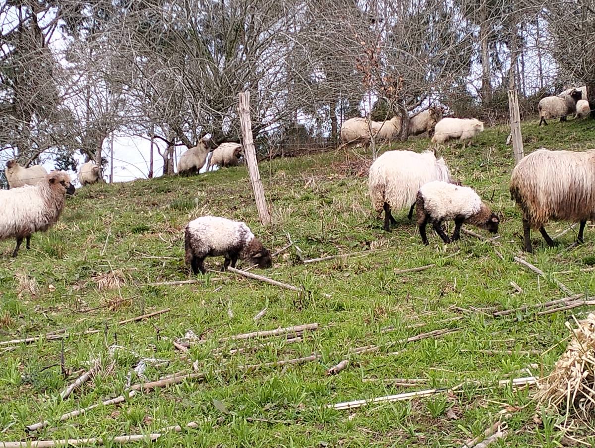 Vendo dos corderas latxas  - imagen 1