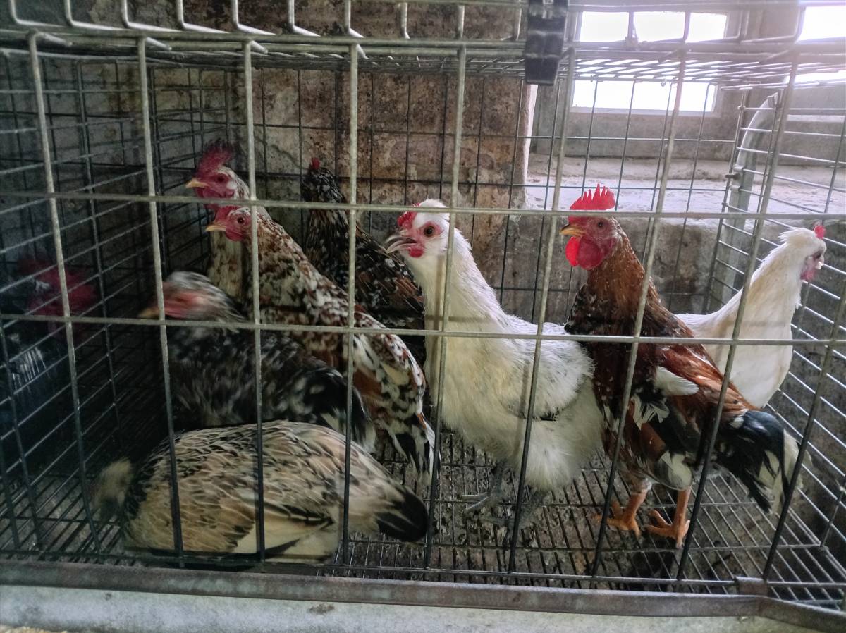 Kikas y kikos - imagen 1