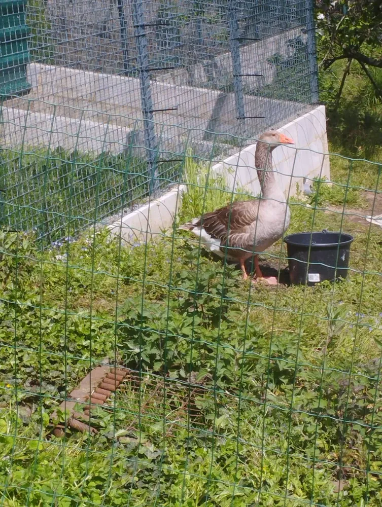 Macho oca toloose - imagen 1