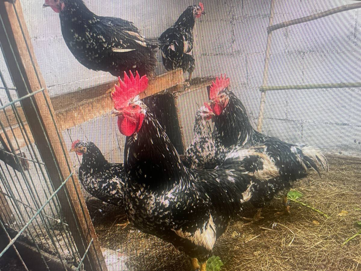 se venden huevos fertiles pita pinta - imagen 1