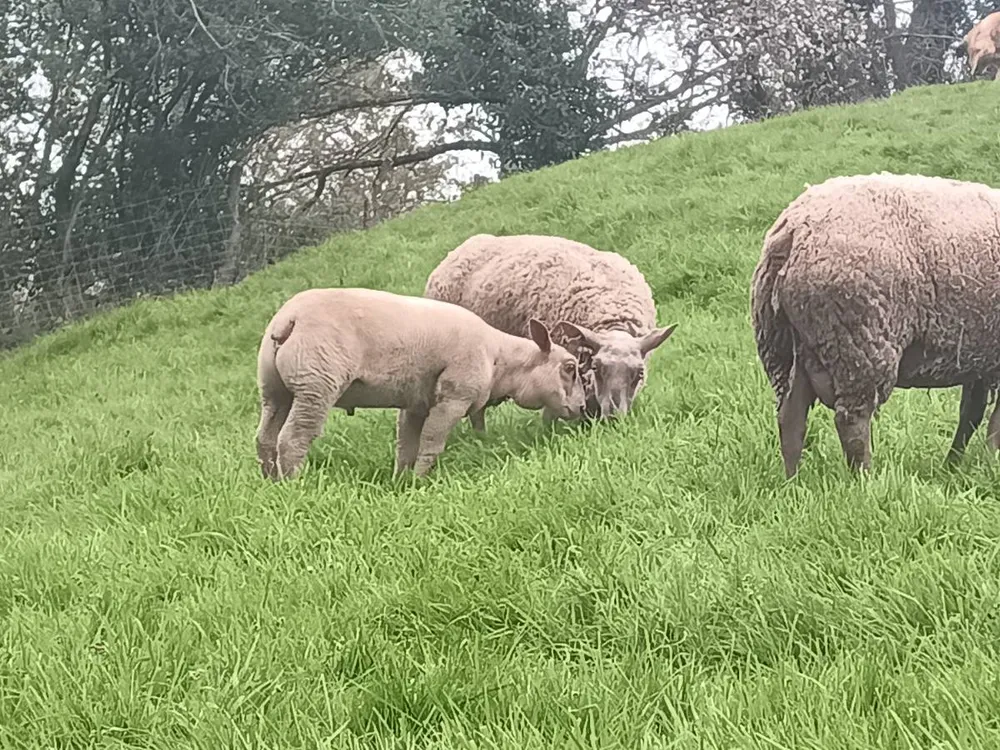 Corderos Charolés - imagen 1