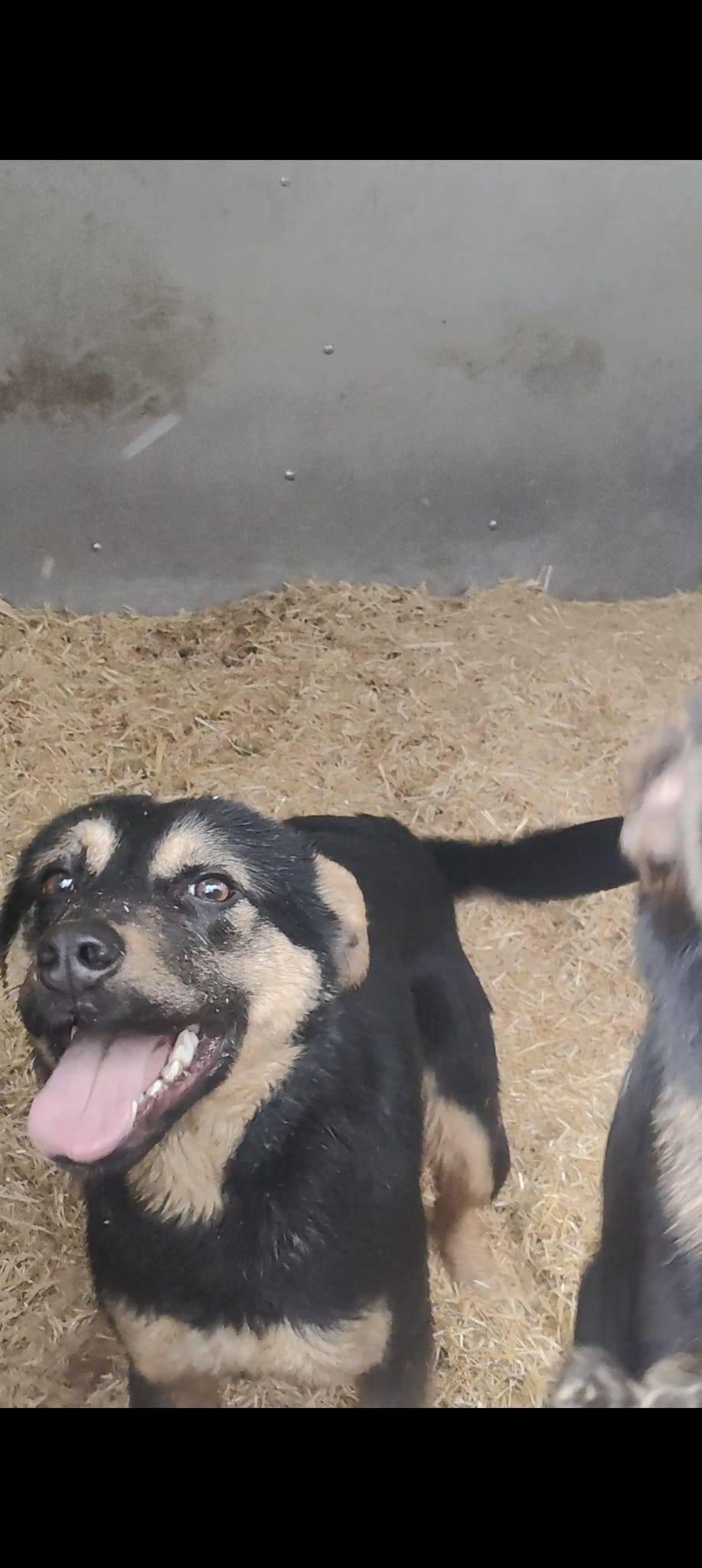 Se regalan! - imagen 1