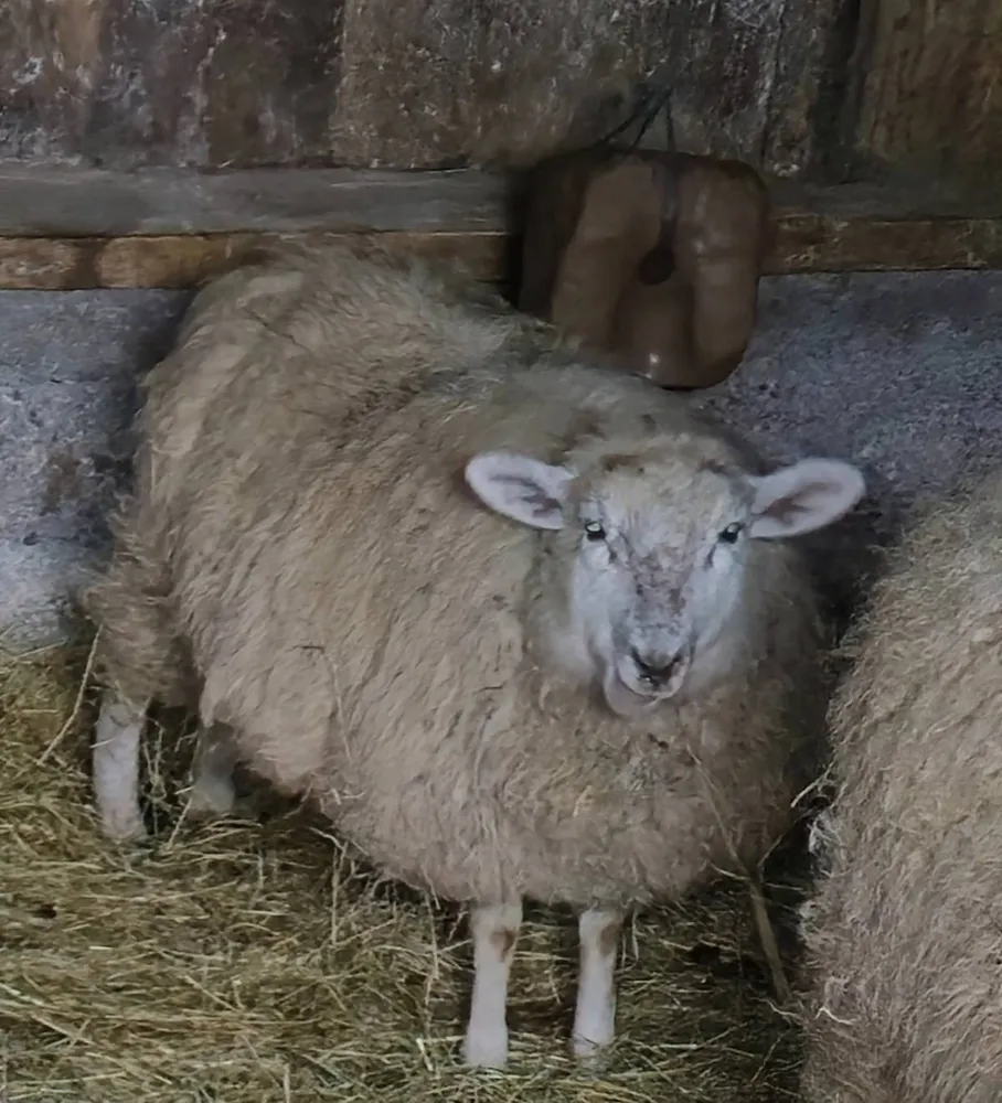 Se venden 2 corderas de 1 año - imagen 1