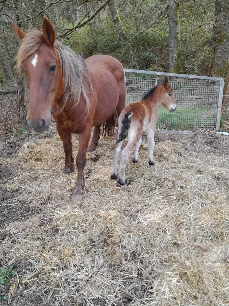 En venta Yegua con potra - imagen 1