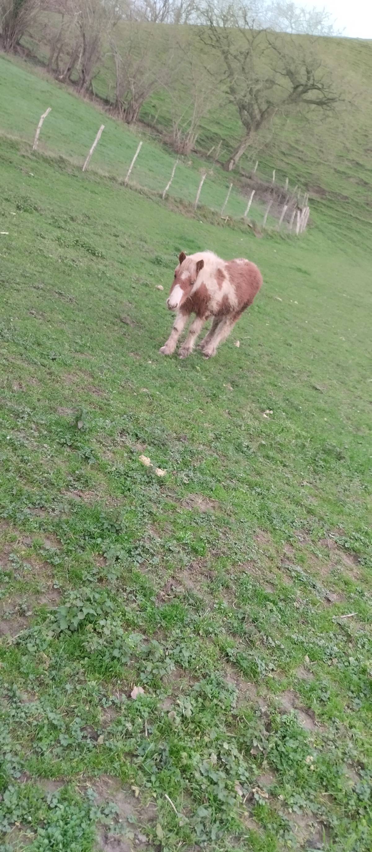 Se vende poni macho de diez meses - imagen 1