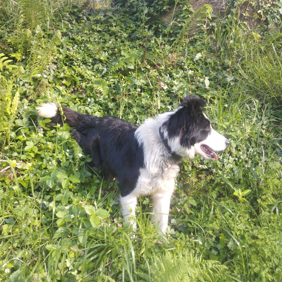 Border collie  - imagen 1