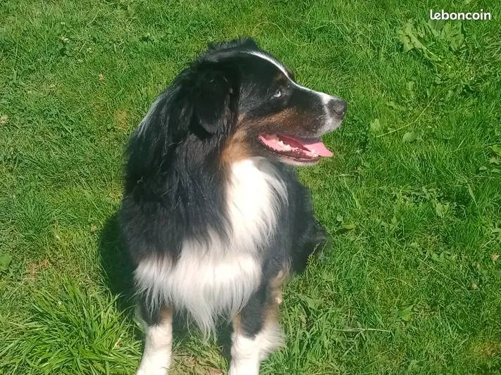 Pastor australiano de finca  - imagen 1