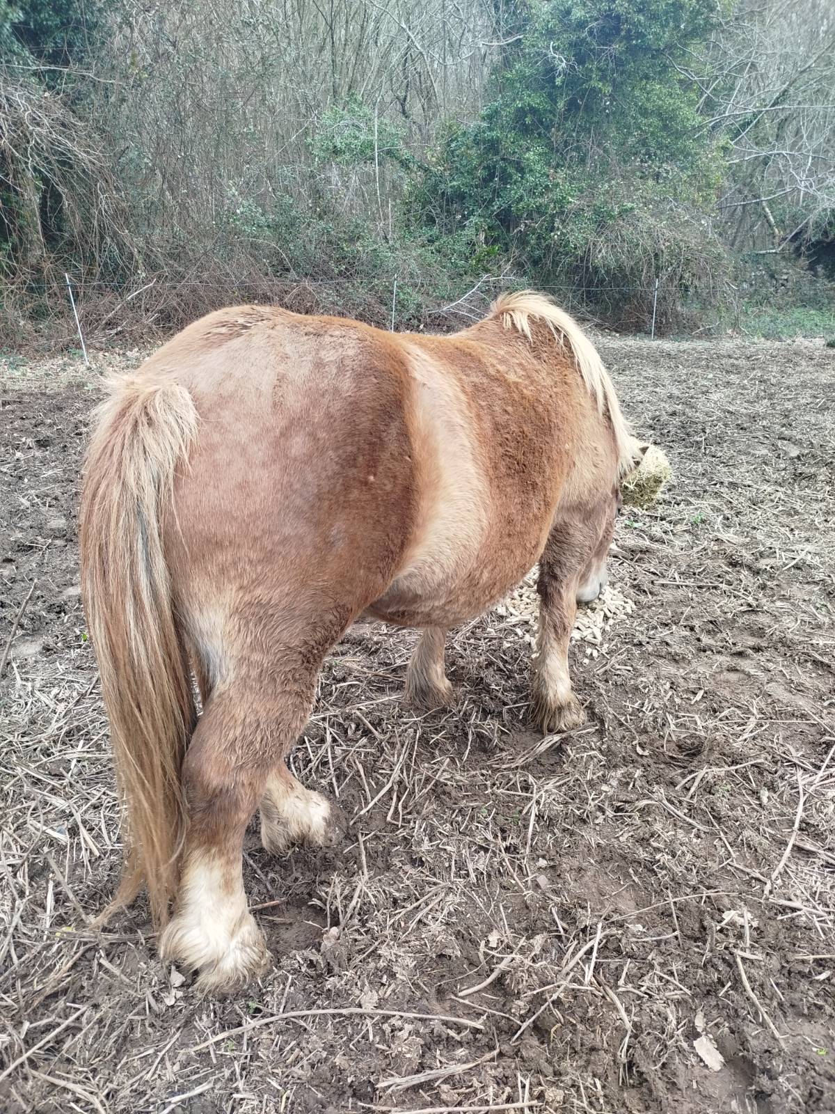 Yegua de siete años, noble  - imagen 1