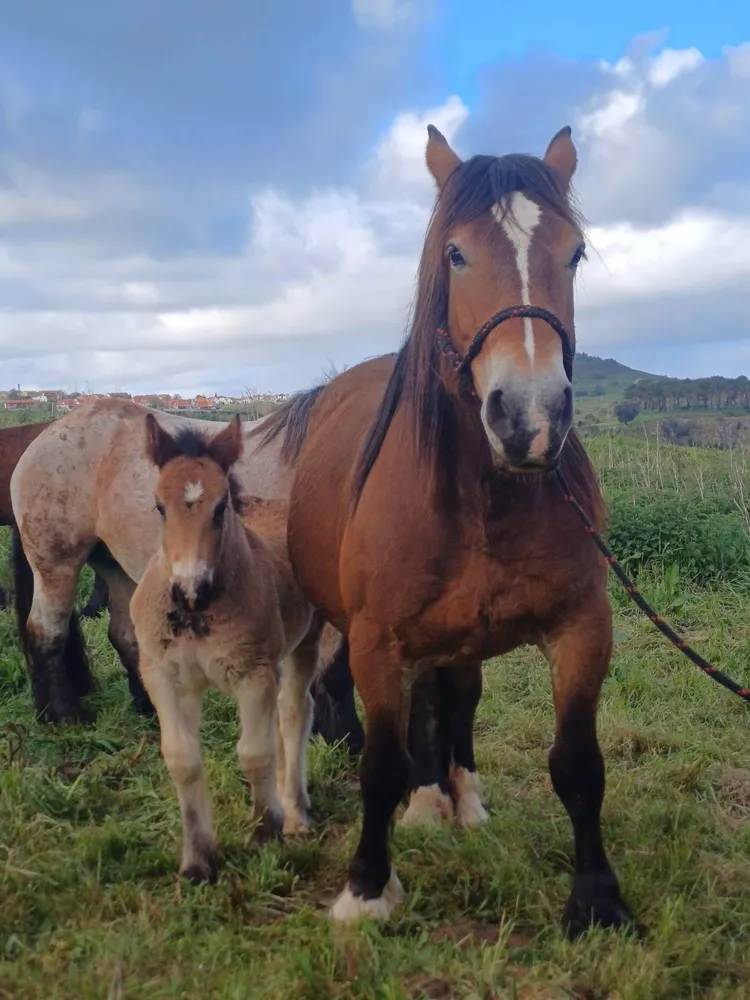 Hispano Bretóna  - imagen 1