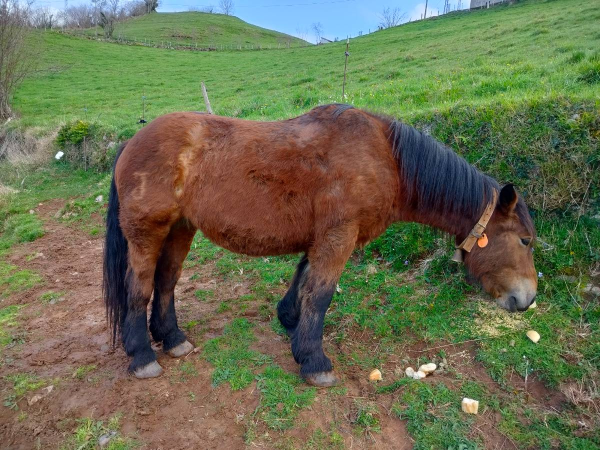 Se vende potra - imagen 1