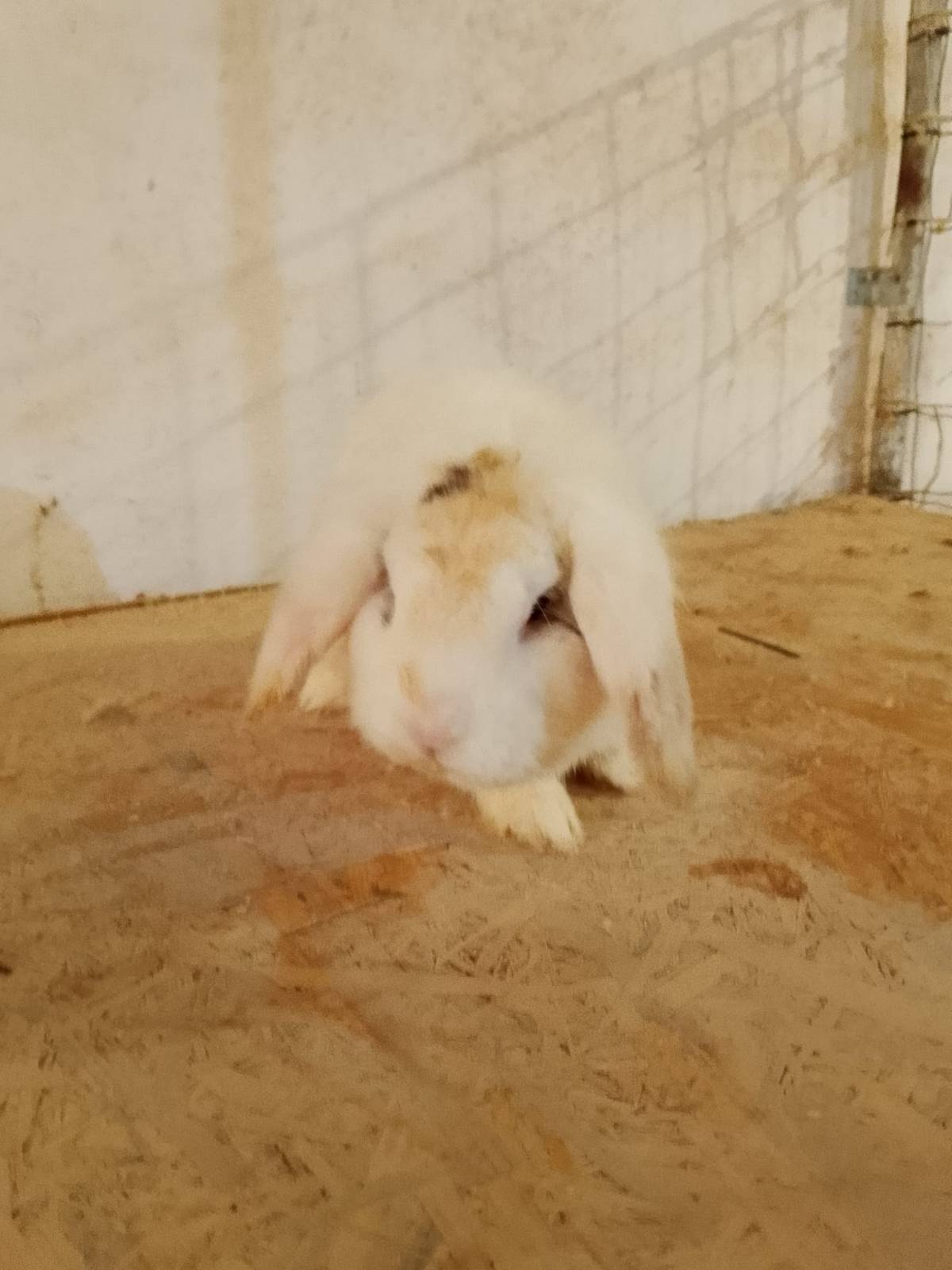 CONEJOS TOY Y BELIER - imagen 1