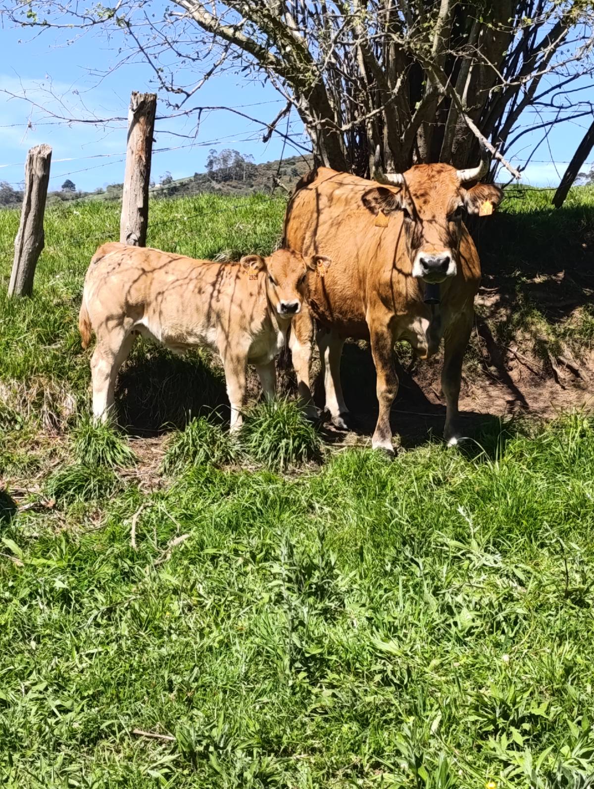 Vaca parida - imagen 1