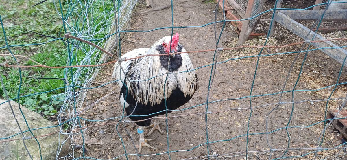 Gallos de raza - imagen 1