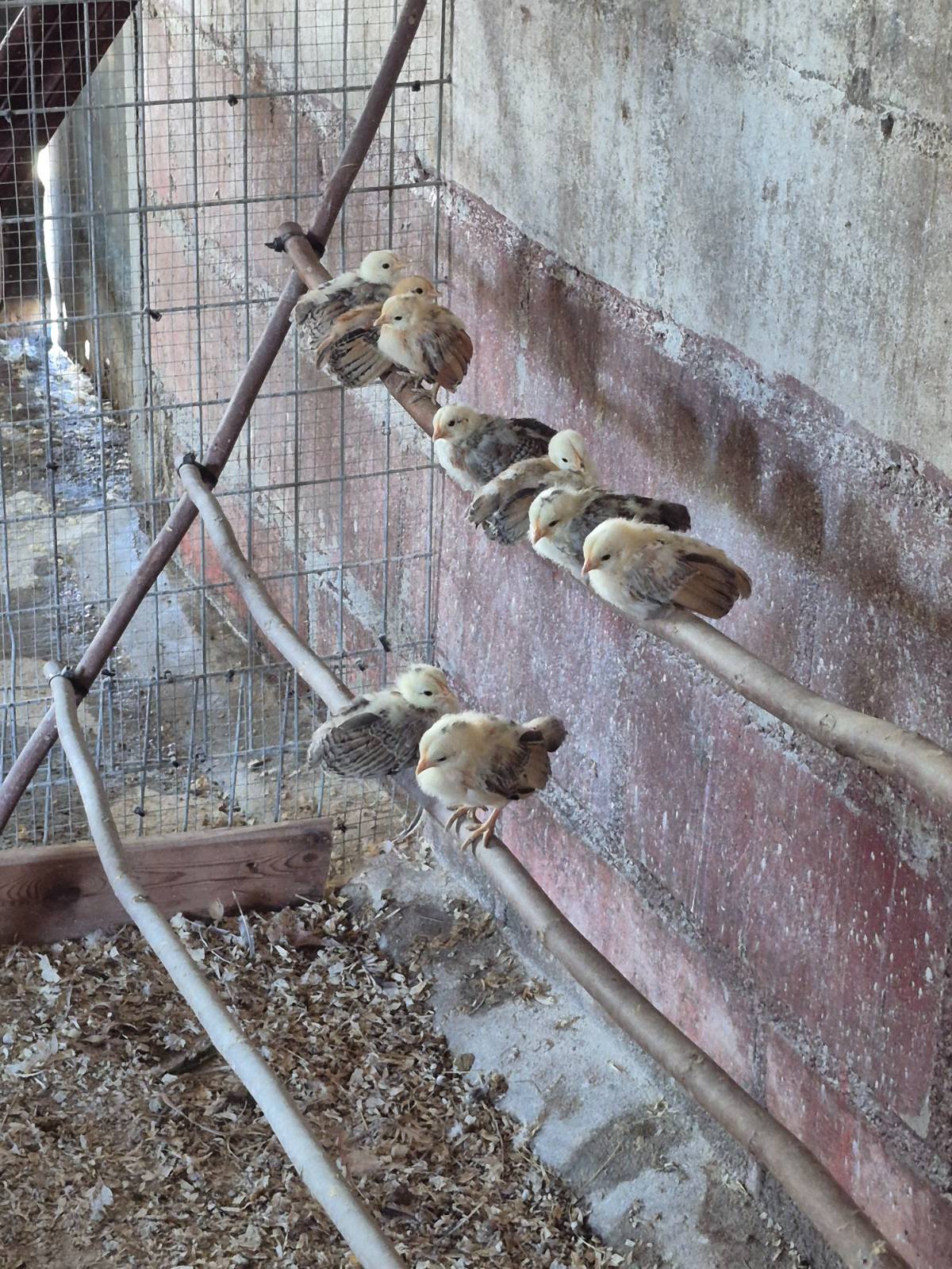 Pollitos de kika  - imagen 1