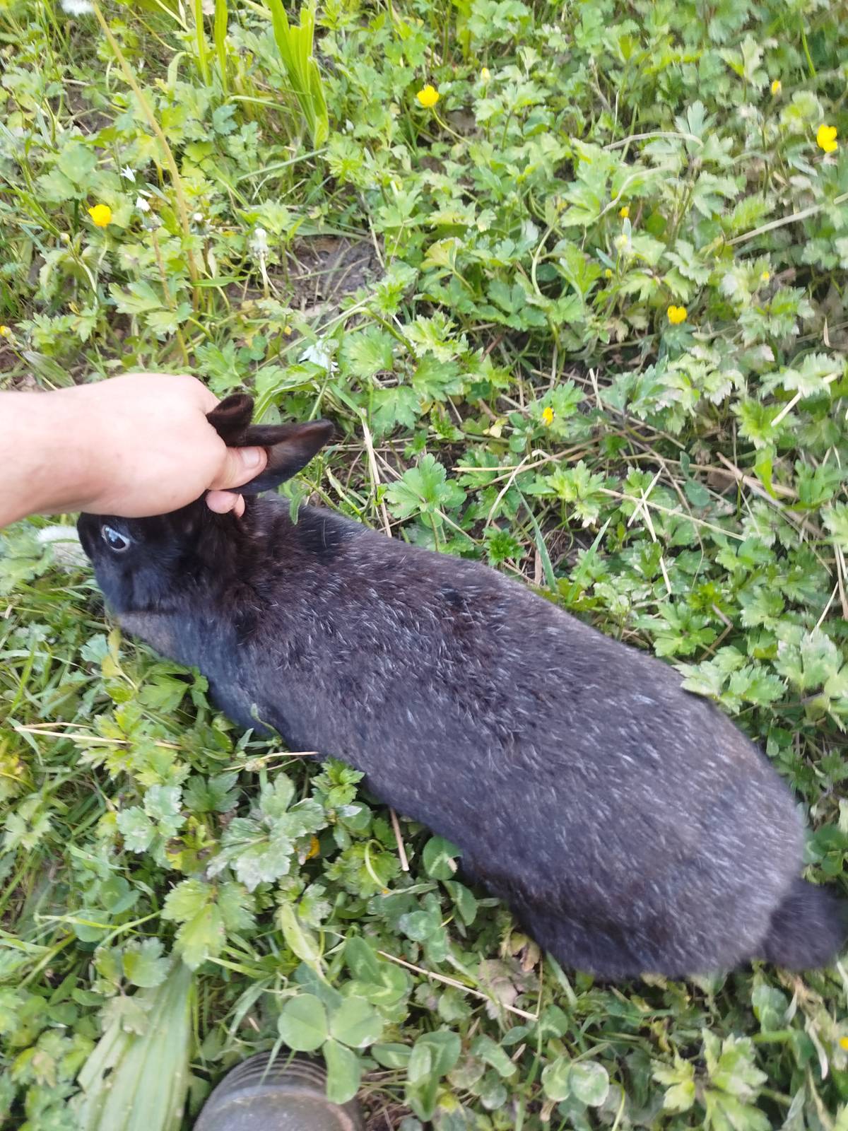 Conejos machos y hembras - imagen 1