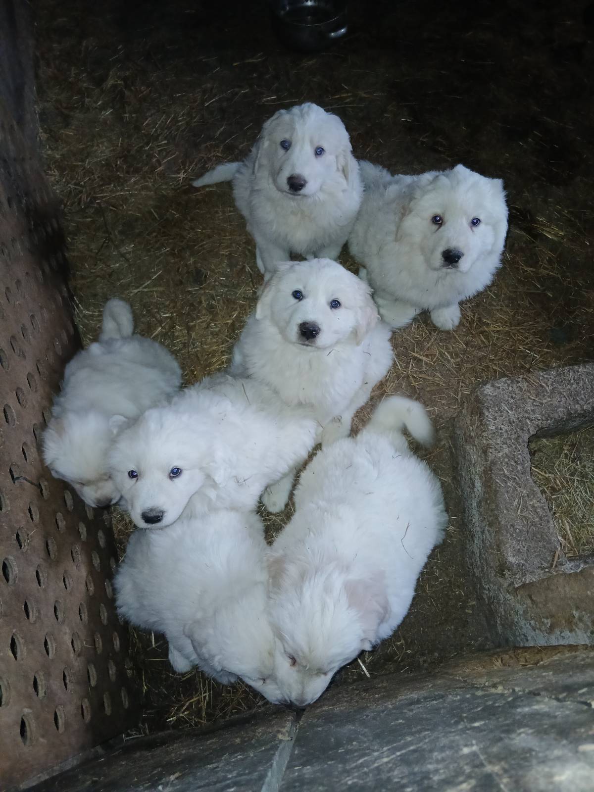 Montaña del Pirineo  - imagen 1