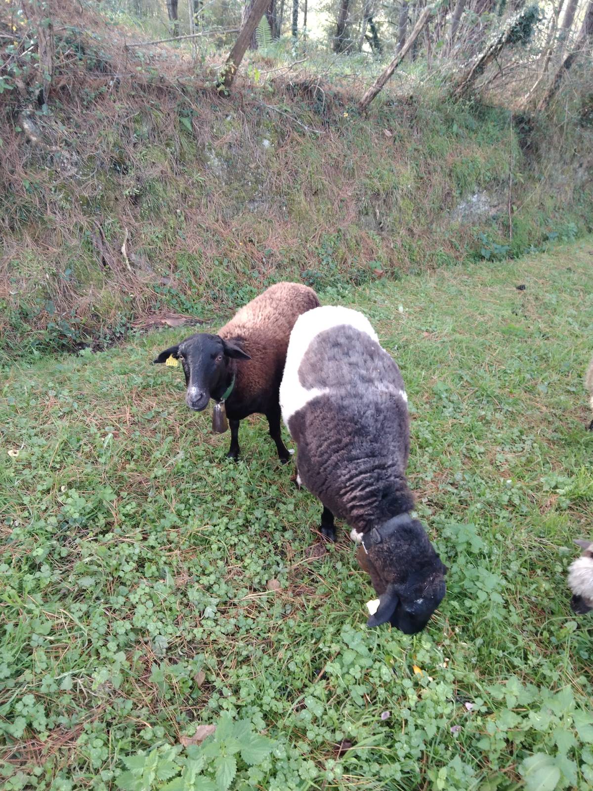 0veja  y carner Doper - imagen 1