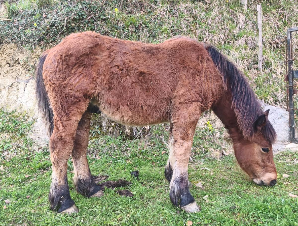 POTRO BURGETE - imagen 1