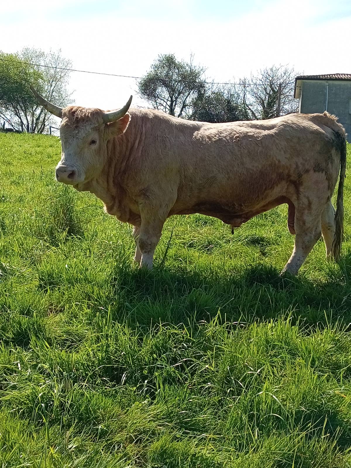 Pirenaicas - imagen 1