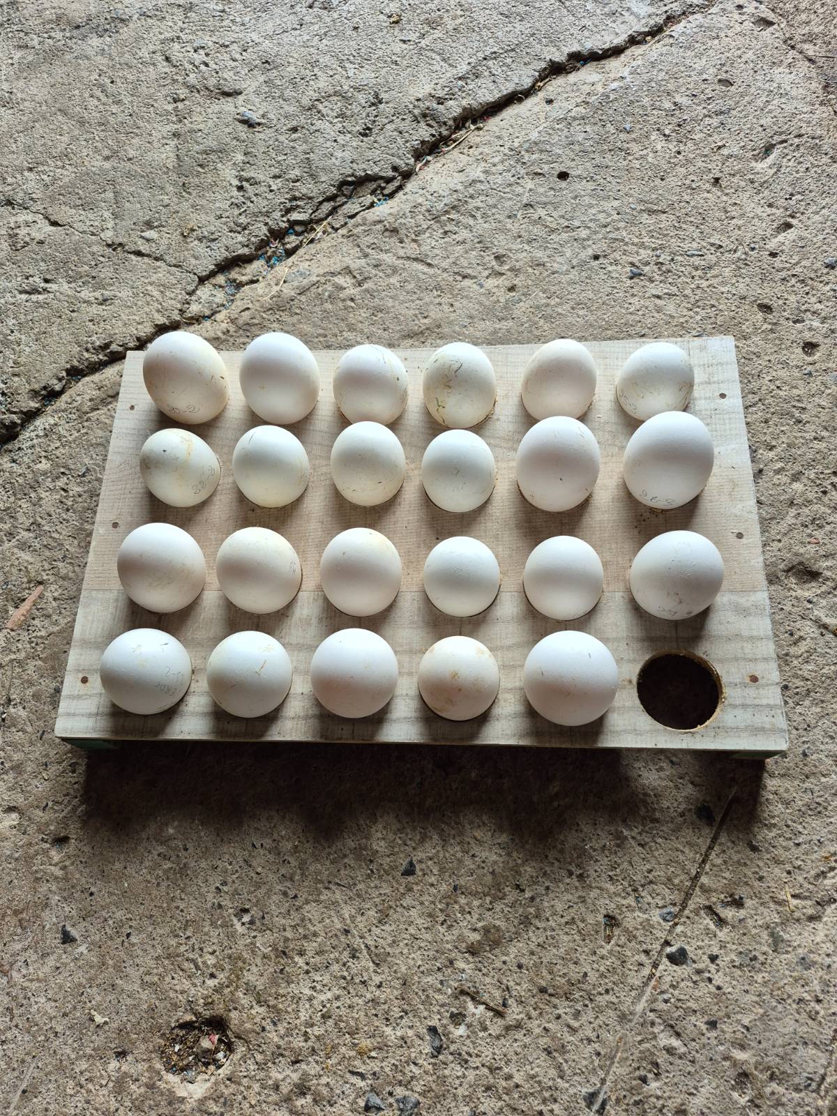 Huevos de oca  - imagen 1