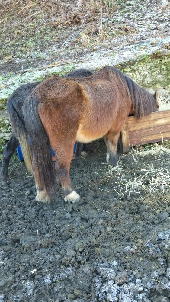 Se venden  - imagen 1