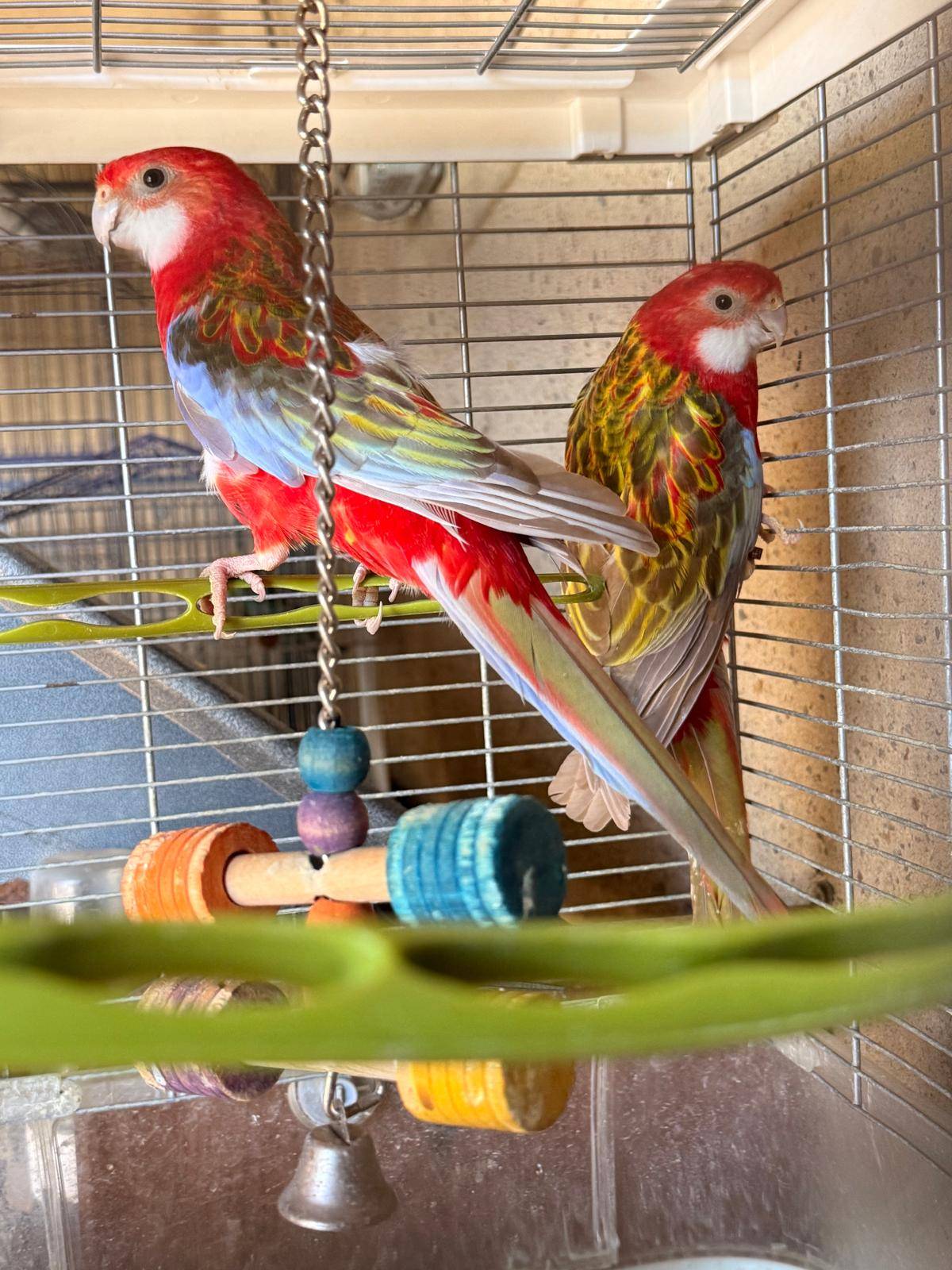 Rossellas - imagen 1