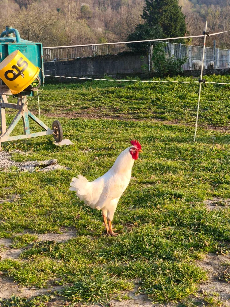 Gallos Isa Brown - imagen 1