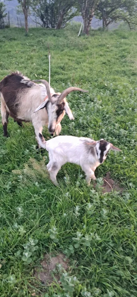 Cabrito matrino - imagen 1