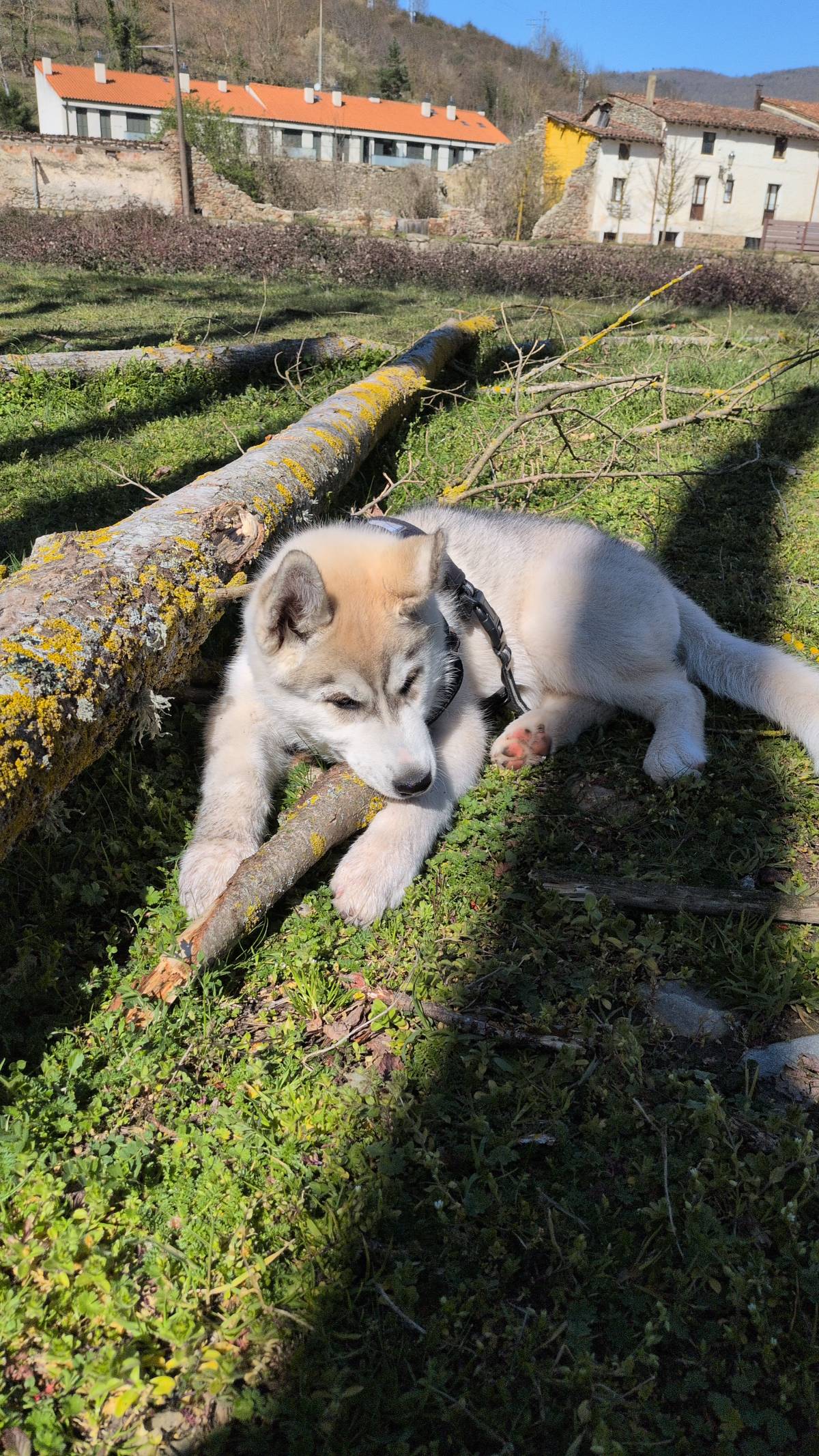 Husky macho 3 meses y medio  - imagen 1