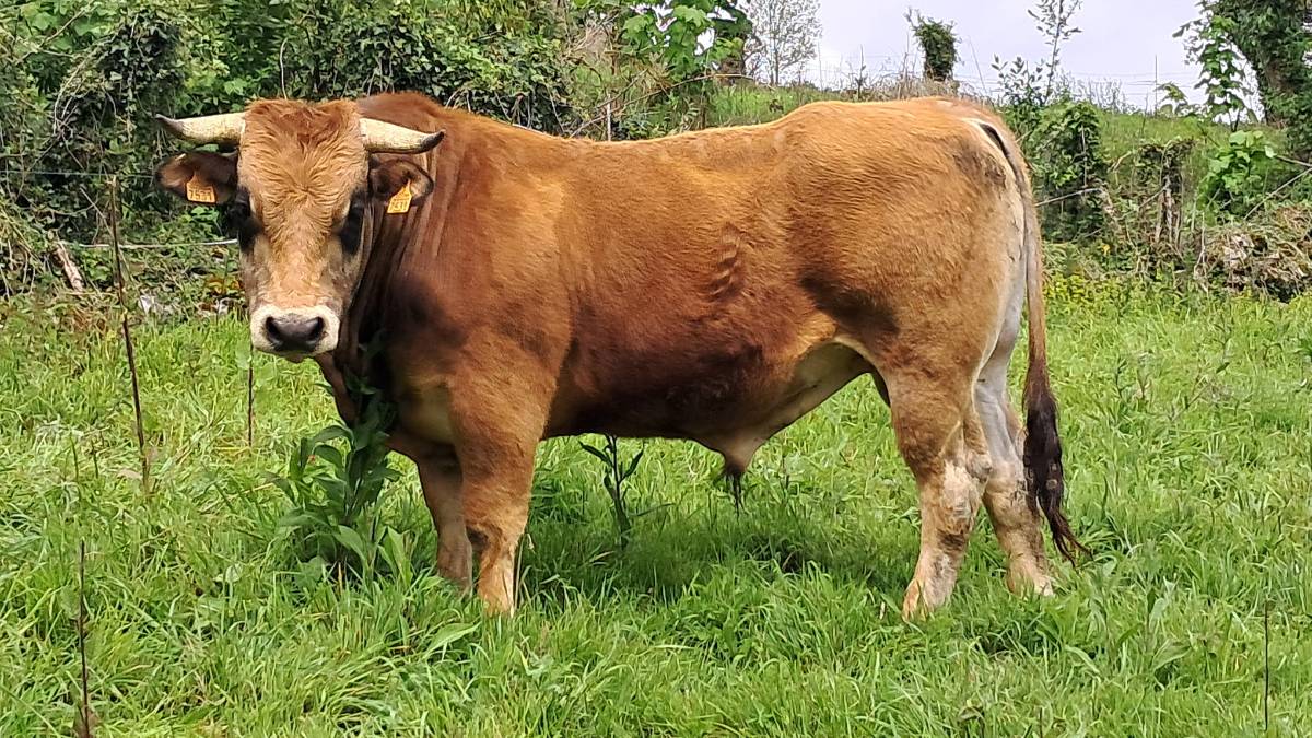 Novillo asturiana de los valles