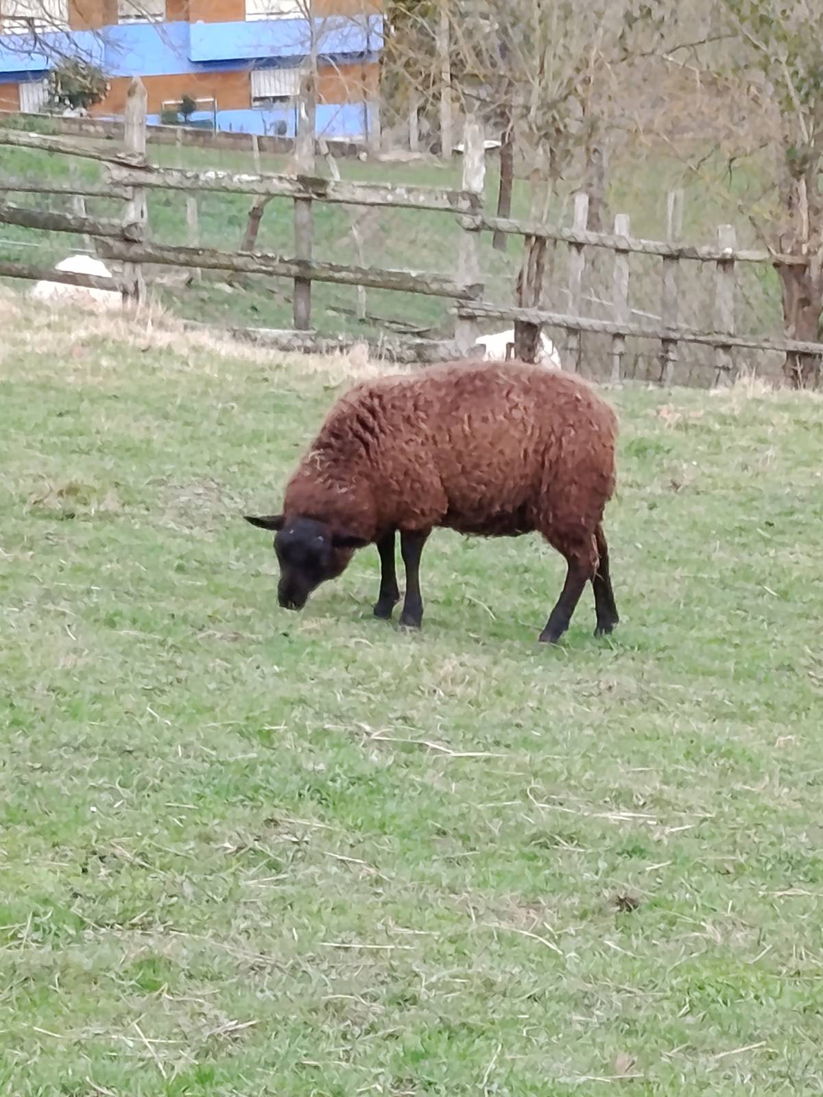 Se vende cordero de 8 meses  - imagen 1