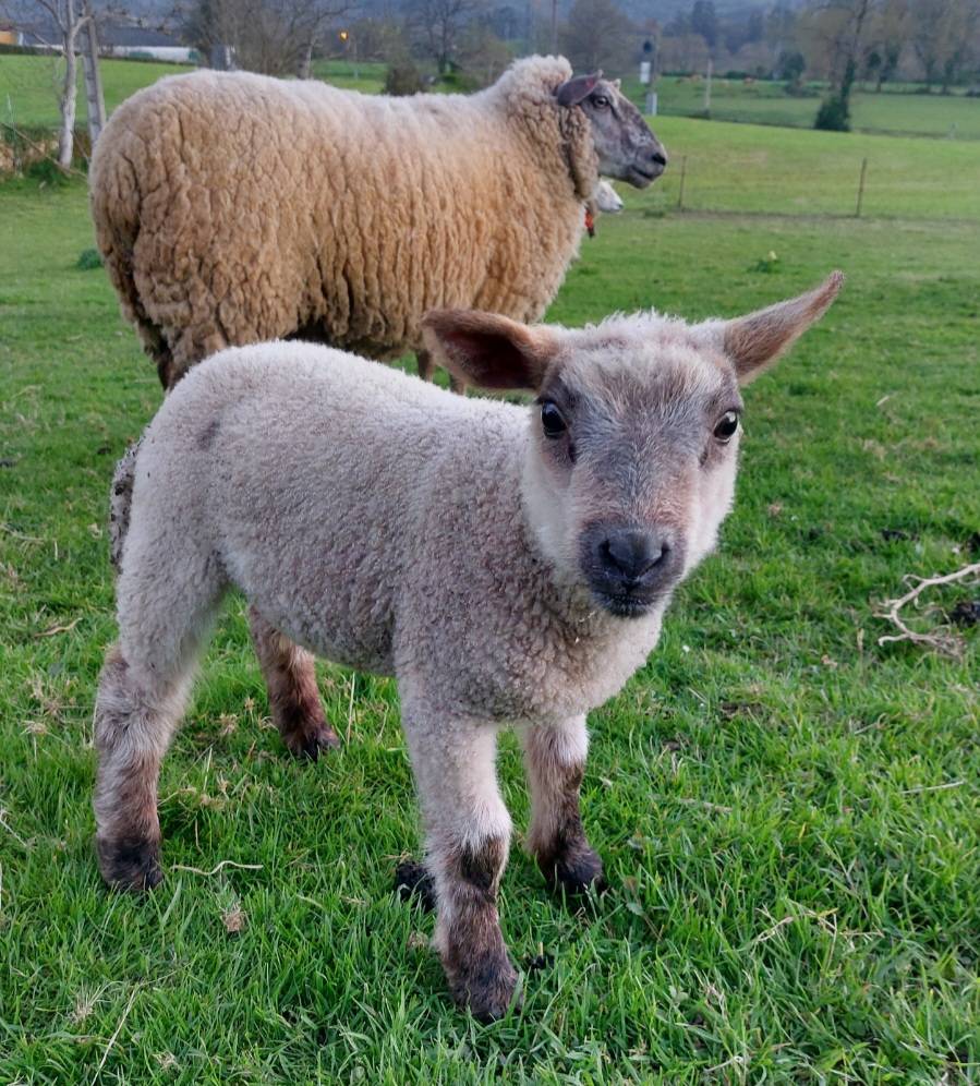 Oveja y cordera - imagen 1