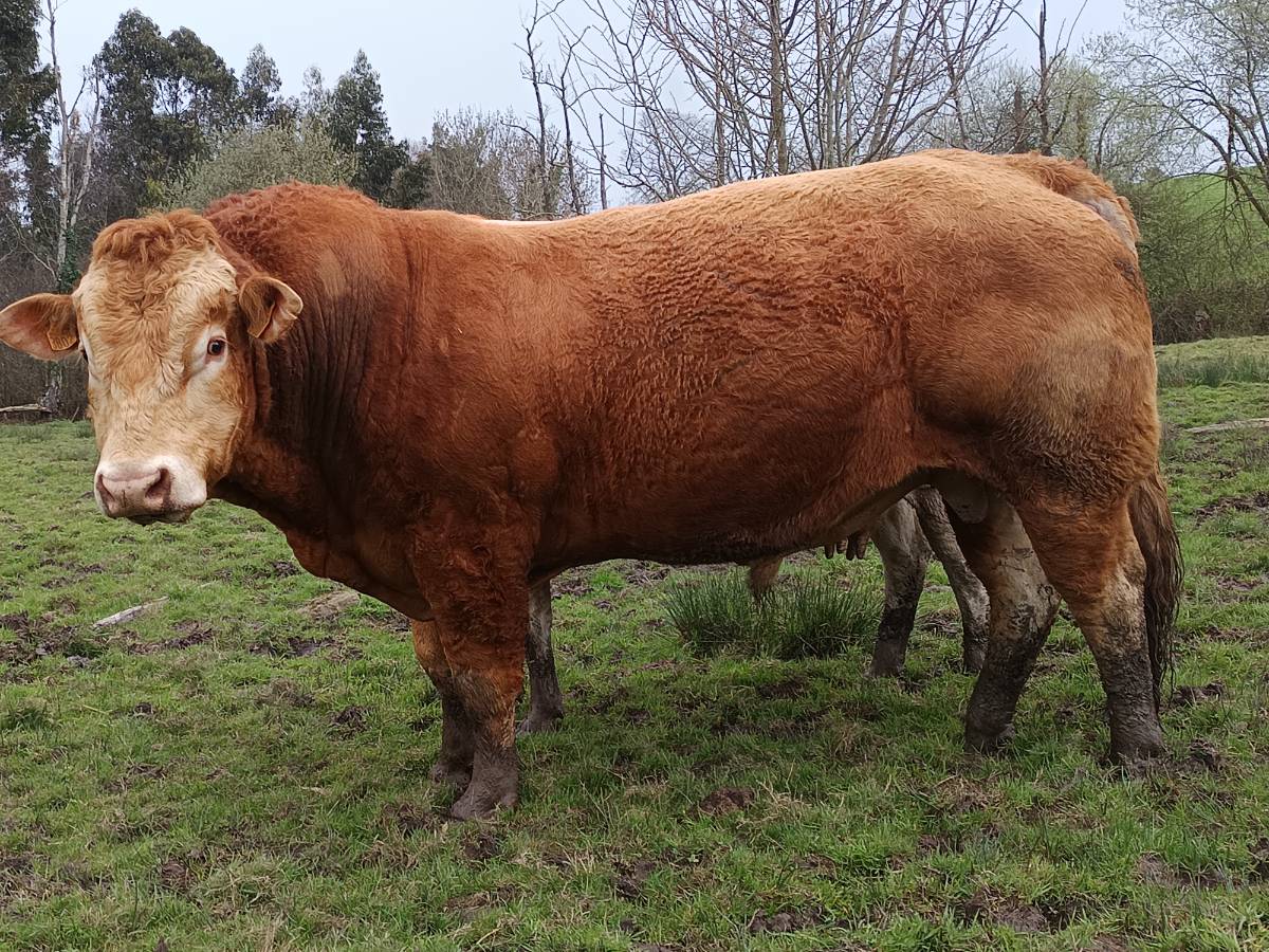 Toro limusin - imagen 1