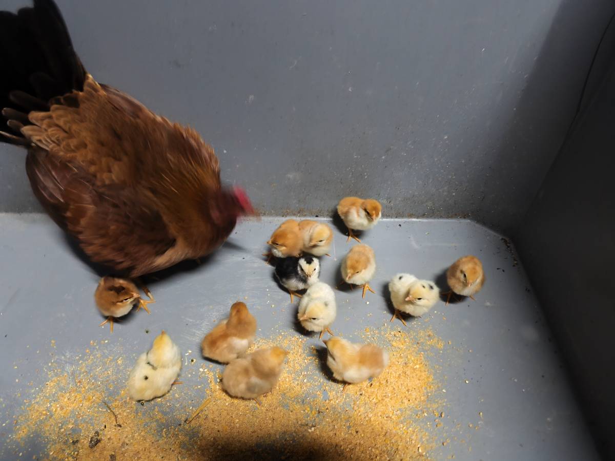 Kika con kikos - imagen 1