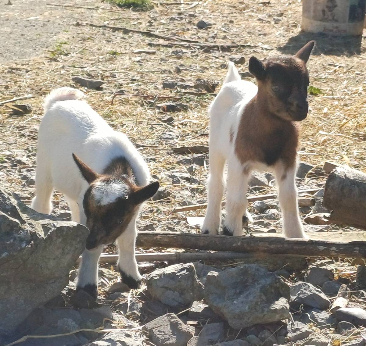 Cabritos enanos - imagen 1