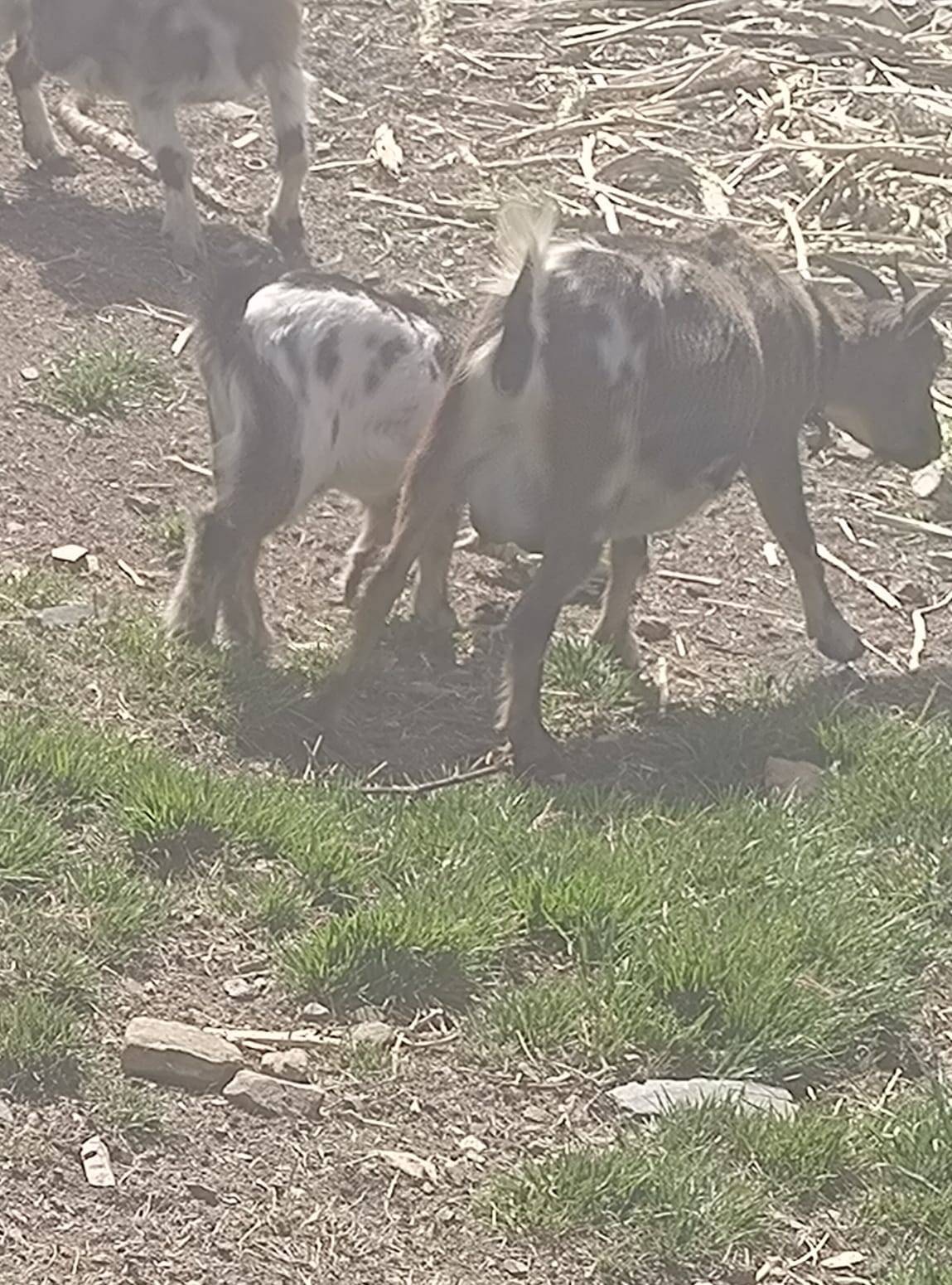 Cabra con cria y cabrito en venta - imagen 1