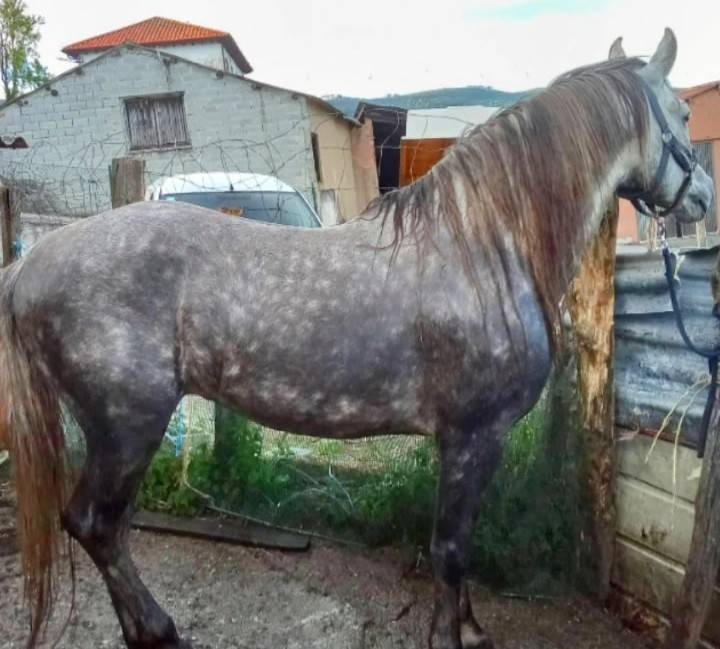 Se ofrece para cubriciones  - imagen 1