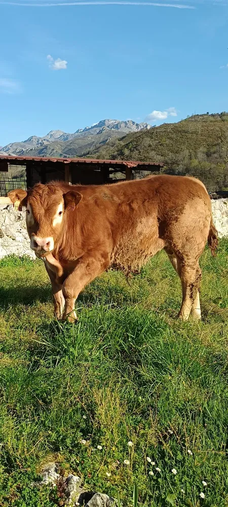 TERNERO DE 6 MESES PARA SEMENTAL 