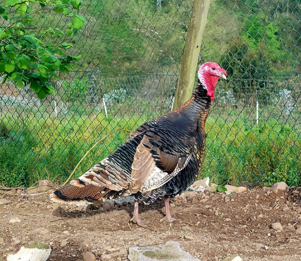 Pavo comun - imagen 1