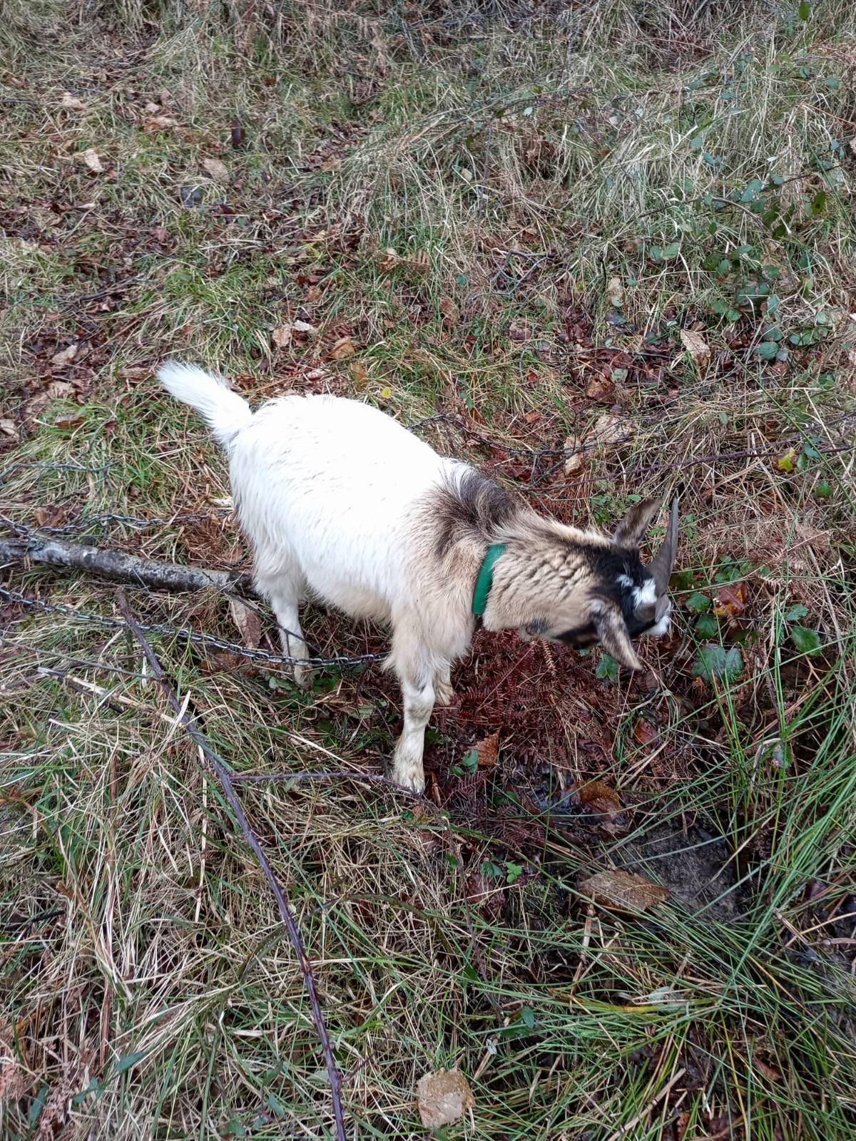 Se vende cabrito pa padre o pa carne - imagen 1