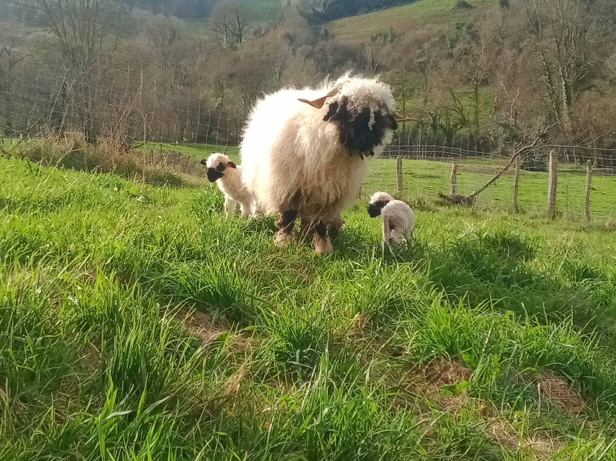 Naris Negro de Valais/ Black Nose Sheep  - imagen 1