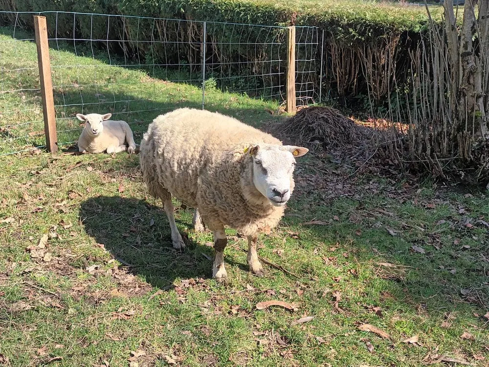 Carnero Texel Puro  - imagen 1