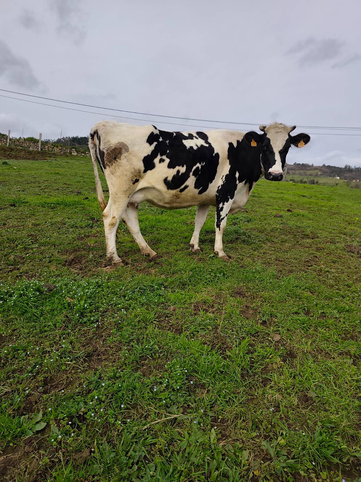 Vaca pinta  - imagen 1