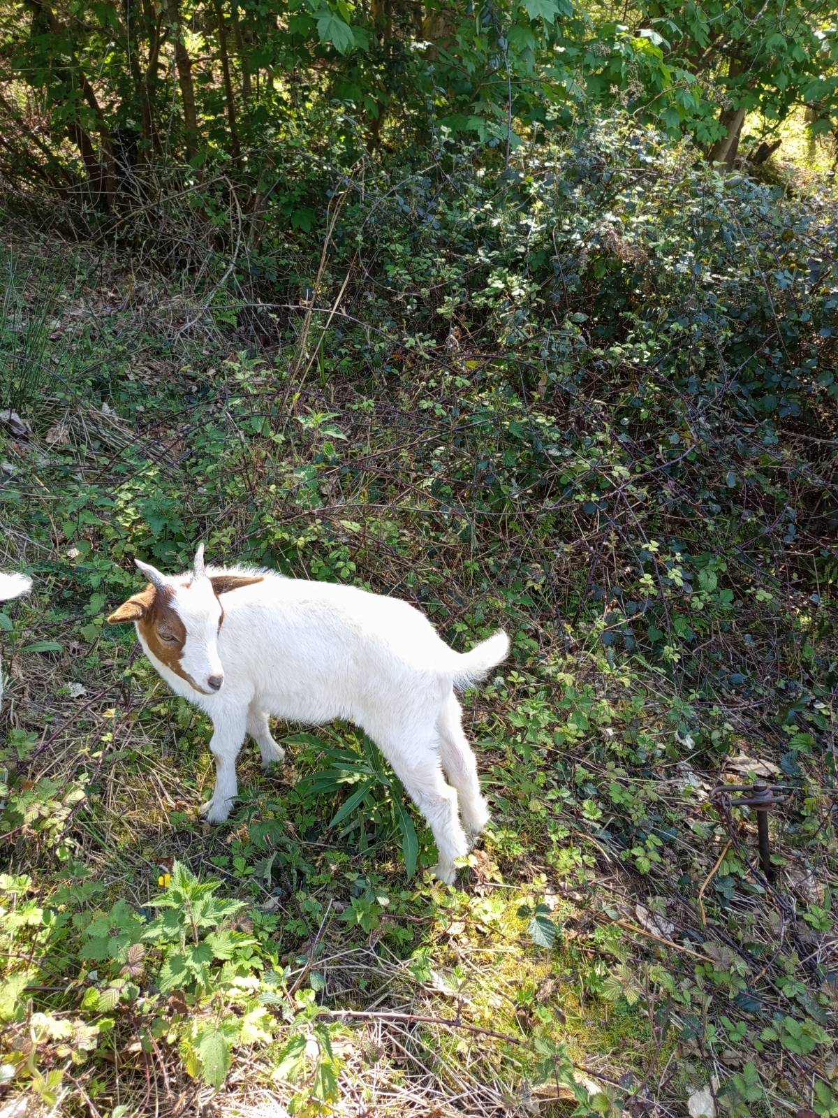 Se venden cabritos pa carne o pa vida - imagen 1