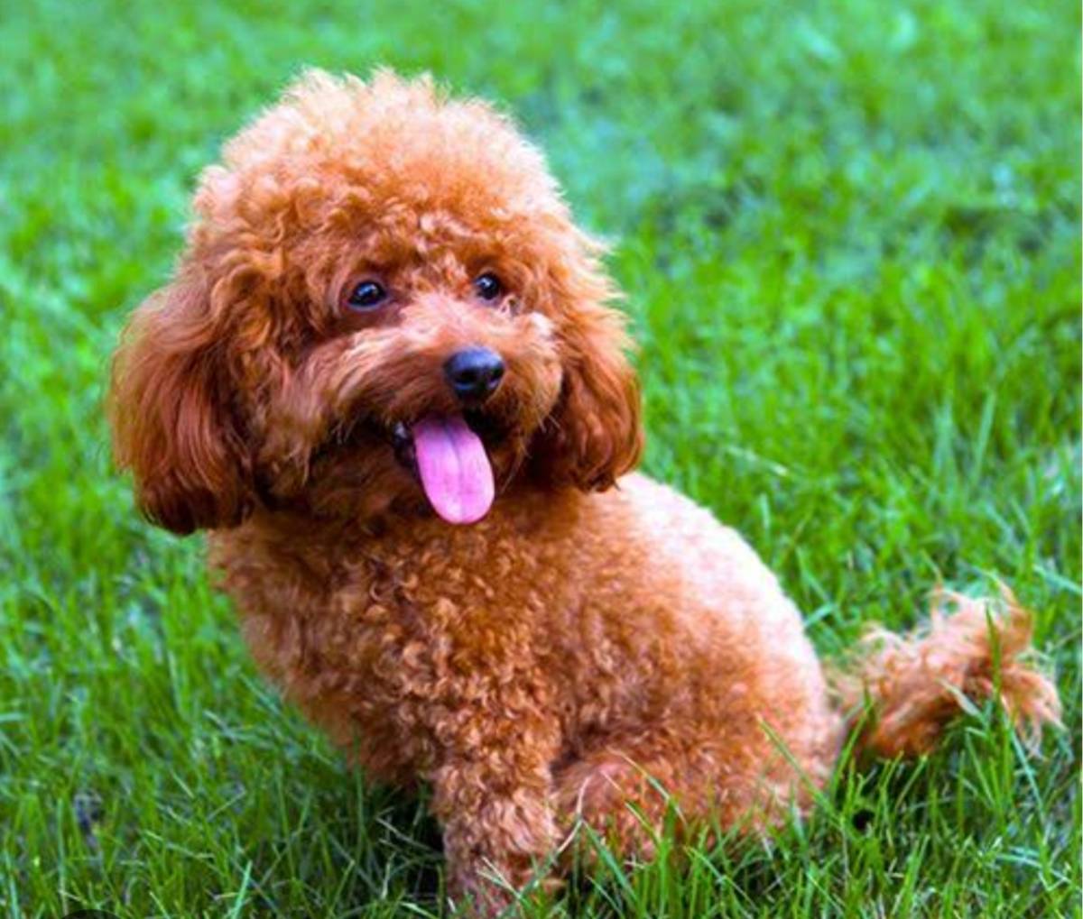 Se busca caniche - imagen 1