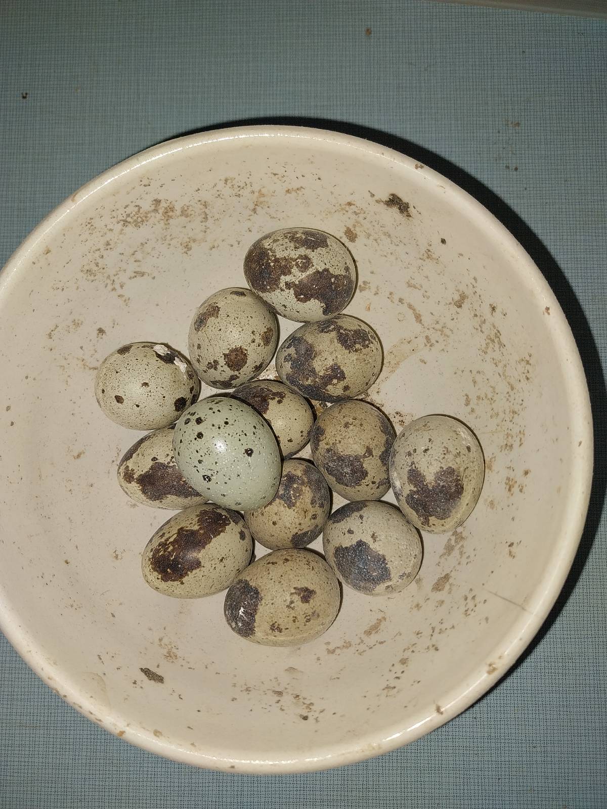 Huevos de codorniz  - imagen 1